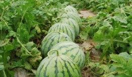 聊城大瓜爆料视频最新,揭秘惊人内幕，真相令人震惊！